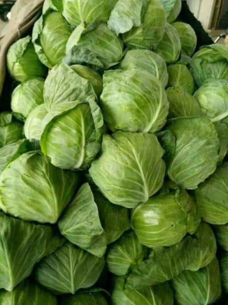圆包菜山东聊城冷棚蔬菜产区大量供应中，基地直发