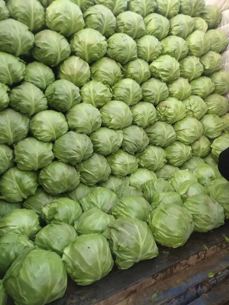 圆包菜山东聊城冷棚蔬菜产区大量供应中，基地直发