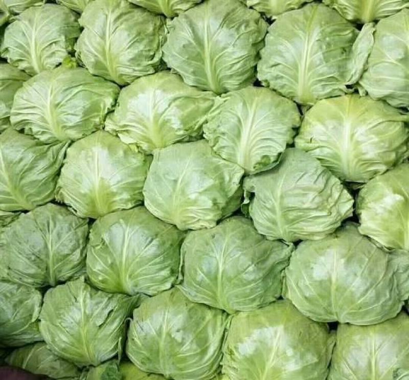 圆包菜山东聊城冷棚蔬菜产区大量供应中，基地直发