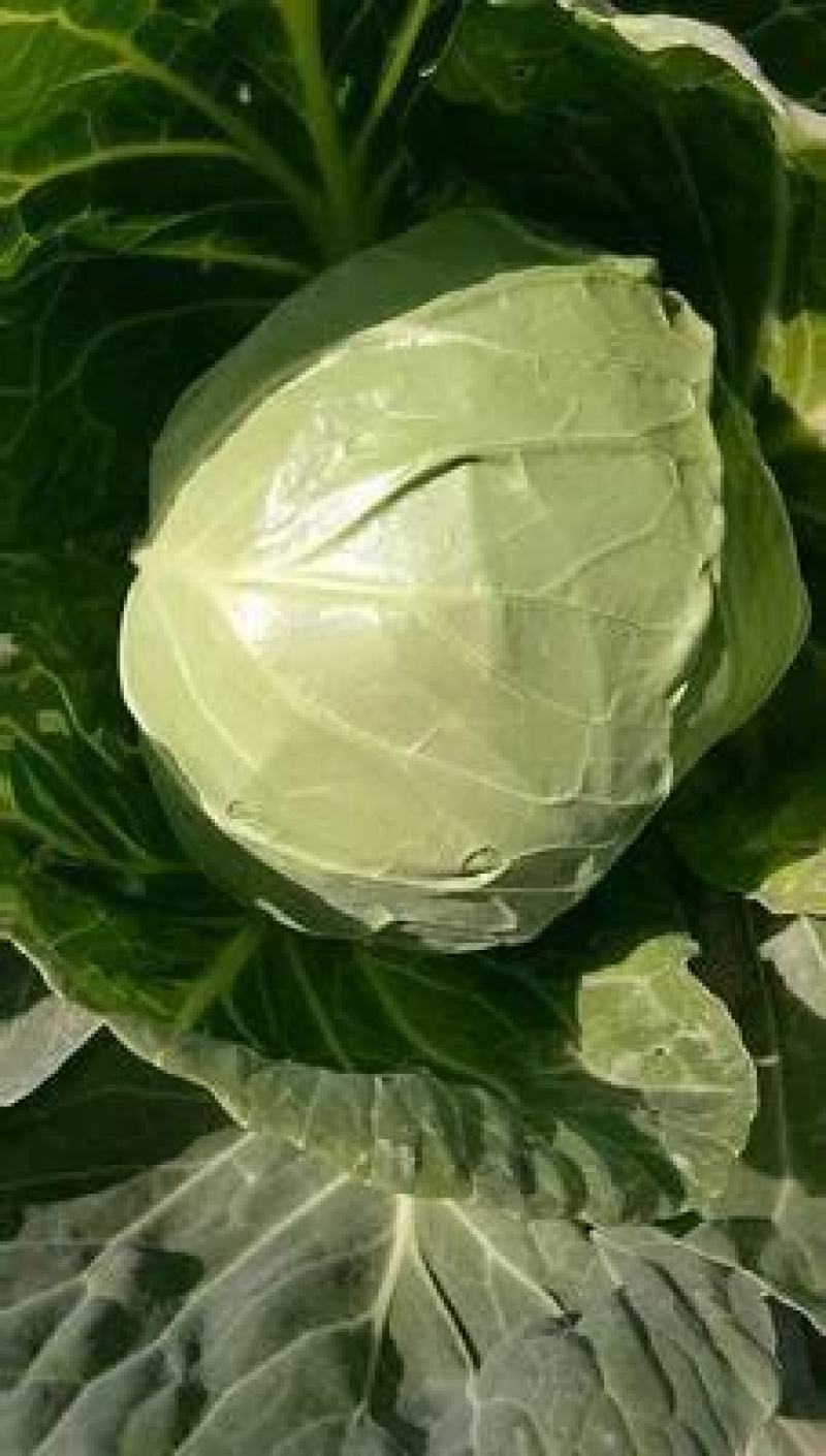 圆包菜山东聊城冷棚蔬菜产区大量供应中，基地直发