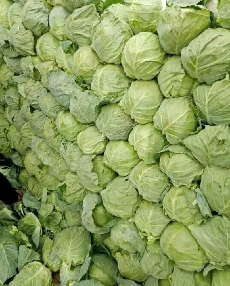 圆包菜山东聊城冷棚蔬菜产区大量供应中，基地直发