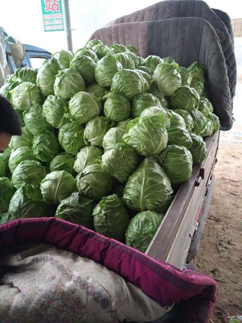 圆包菜山东聊城冷棚蔬菜产区大量供应中，基地直发