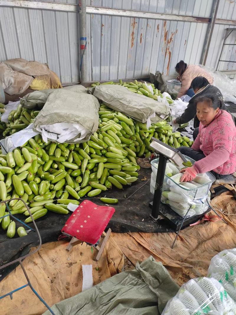 圆包菜山东聊城冷棚蔬菜产区大量供应中，基地直发