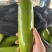 圆包菜山东聊城冷棚蔬菜产区大量供应中，基地直发