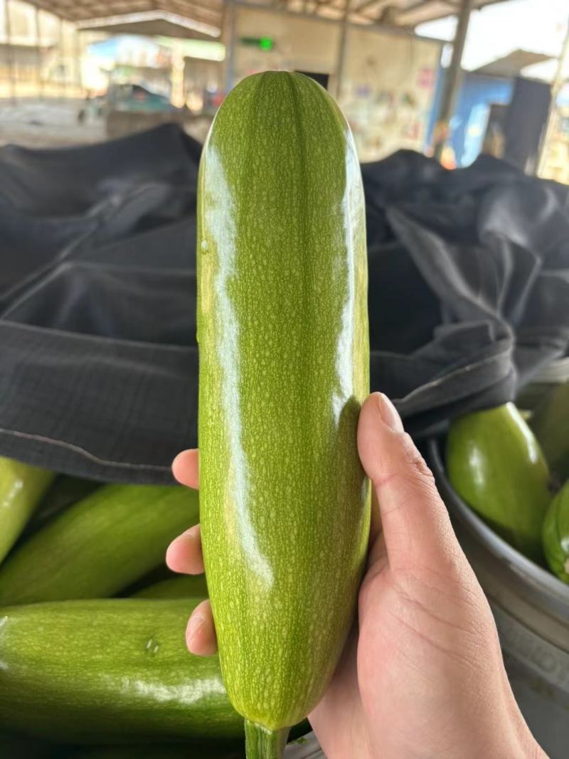 圆包菜山东聊城冷棚蔬菜产区大量供应中，基地直发