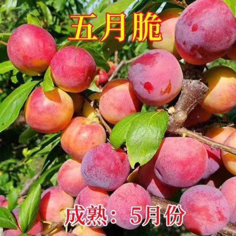 新品种五月脆李子苗各种新品种下单备注品种