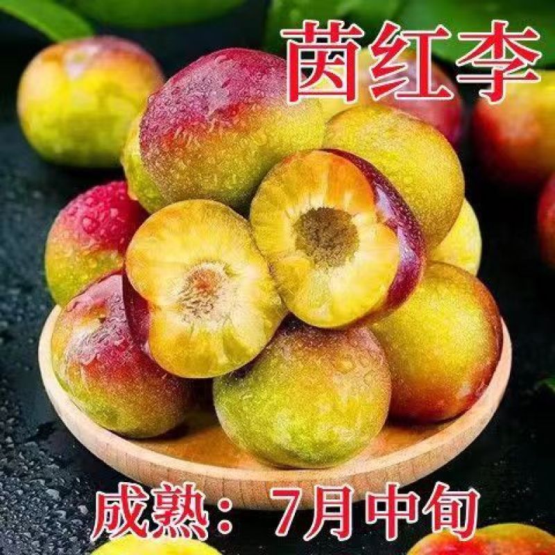 新品种五月脆李子苗各种新品种下单备注品种