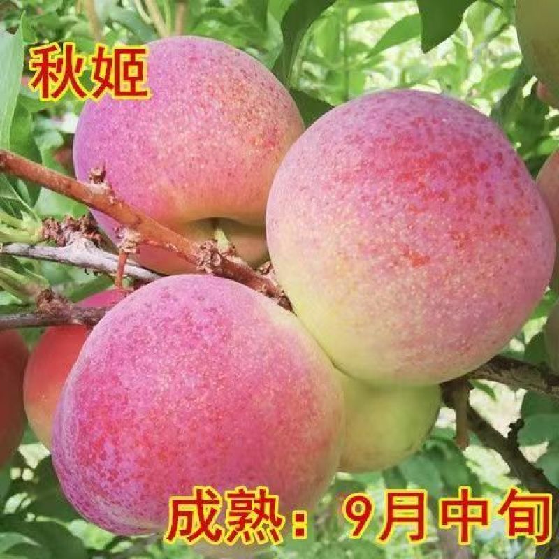新品种五月脆李子苗各种新品种下单备注品种