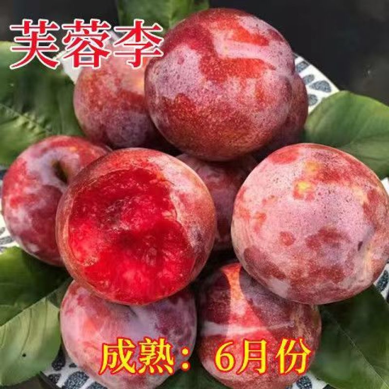 新品种五月脆李子苗各种新品种下单备注品种