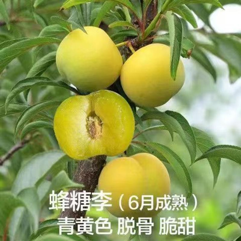 新品种五月脆李子苗各种新品种下单备注品种
