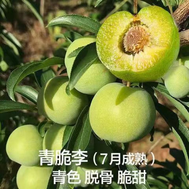 新品种五月脆李子苗各种新品种下单备注品种