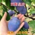 新品种五月脆李子苗各种新品种下单备注品种