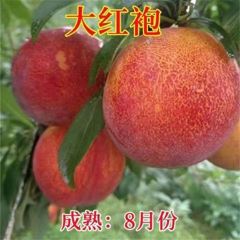 新品种五月脆李子苗各种新品种下单备注品种