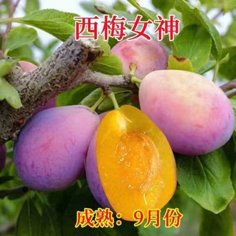 新品种五月脆李子苗各种新品种下单备注品种