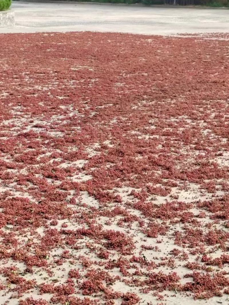 花椒精品大红袍花椒产地批发全国档口市场商超零售电商