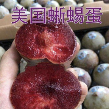 嫁接美国蜥蜴蛋李子树苗新品种恐龙蛋李子苗血丝李子树南北方