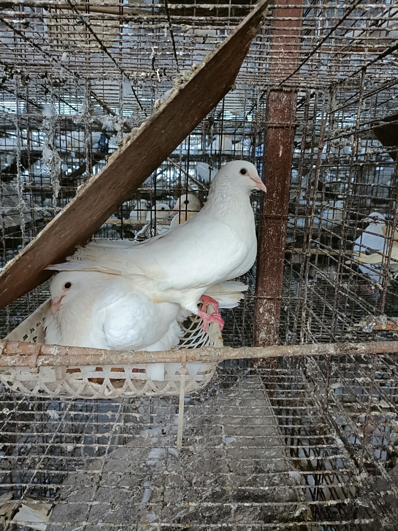 【广东原粮乳鸽】质量保证低价，货源长期充足，养殖场直销