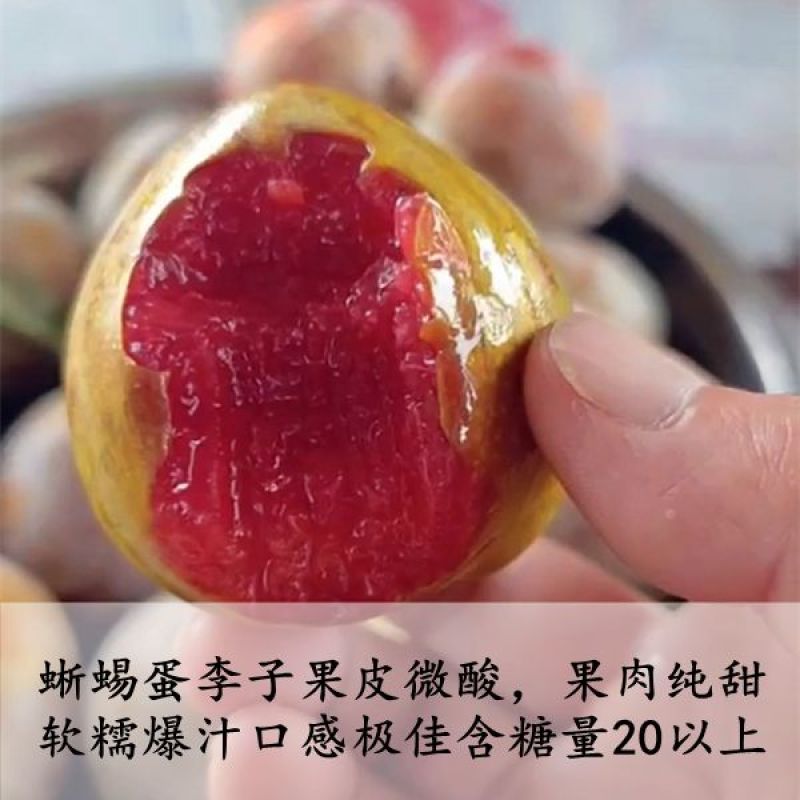 嫁接美国蜥蜴蛋李子树苗新品种恐龙蛋李子苗血丝李子树南北方