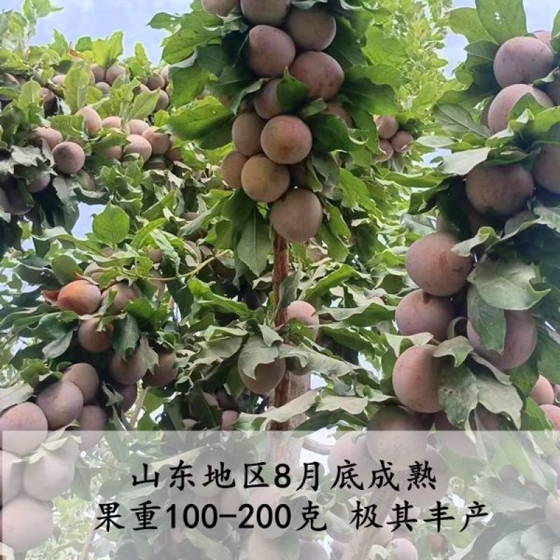 嫁接美国蜥蜴蛋李子树苗新品种恐龙蛋李子苗血丝李子树南北方