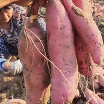 陕西汉中红薯，白心，薯，紫薯，黄心薯大量有货