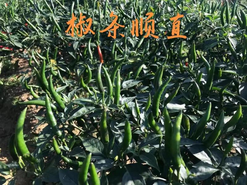 金诺阳光单生贵族辣椒种子辣味香浓单生朝天椒种籽春秋播乾鲜