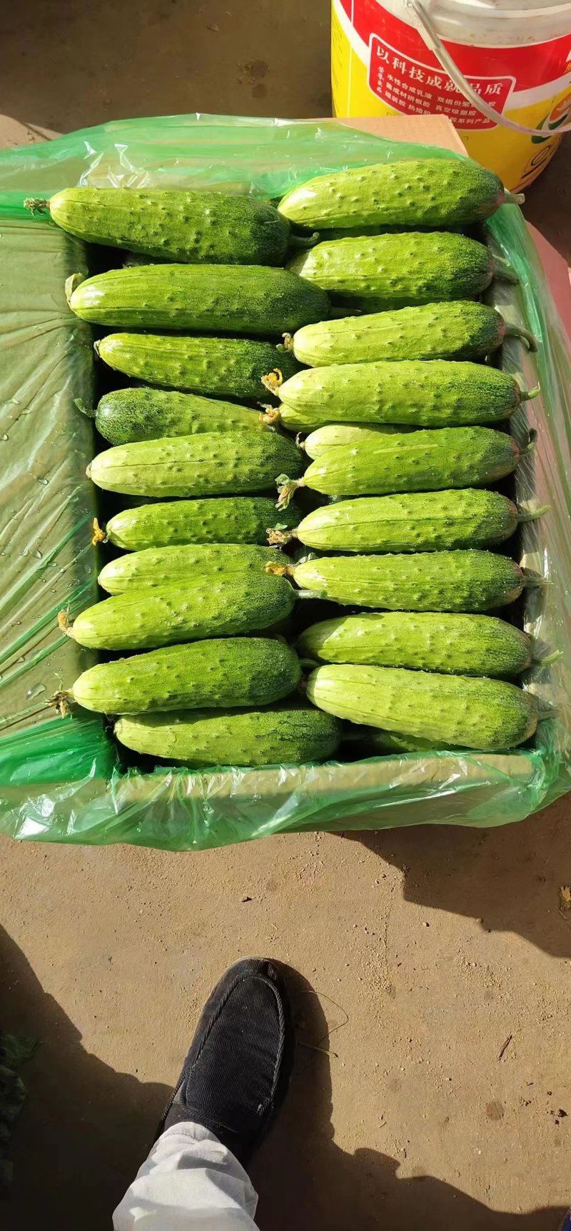 旱黄瓜《湖北荆州》现摘现发现货供应量大有优惠