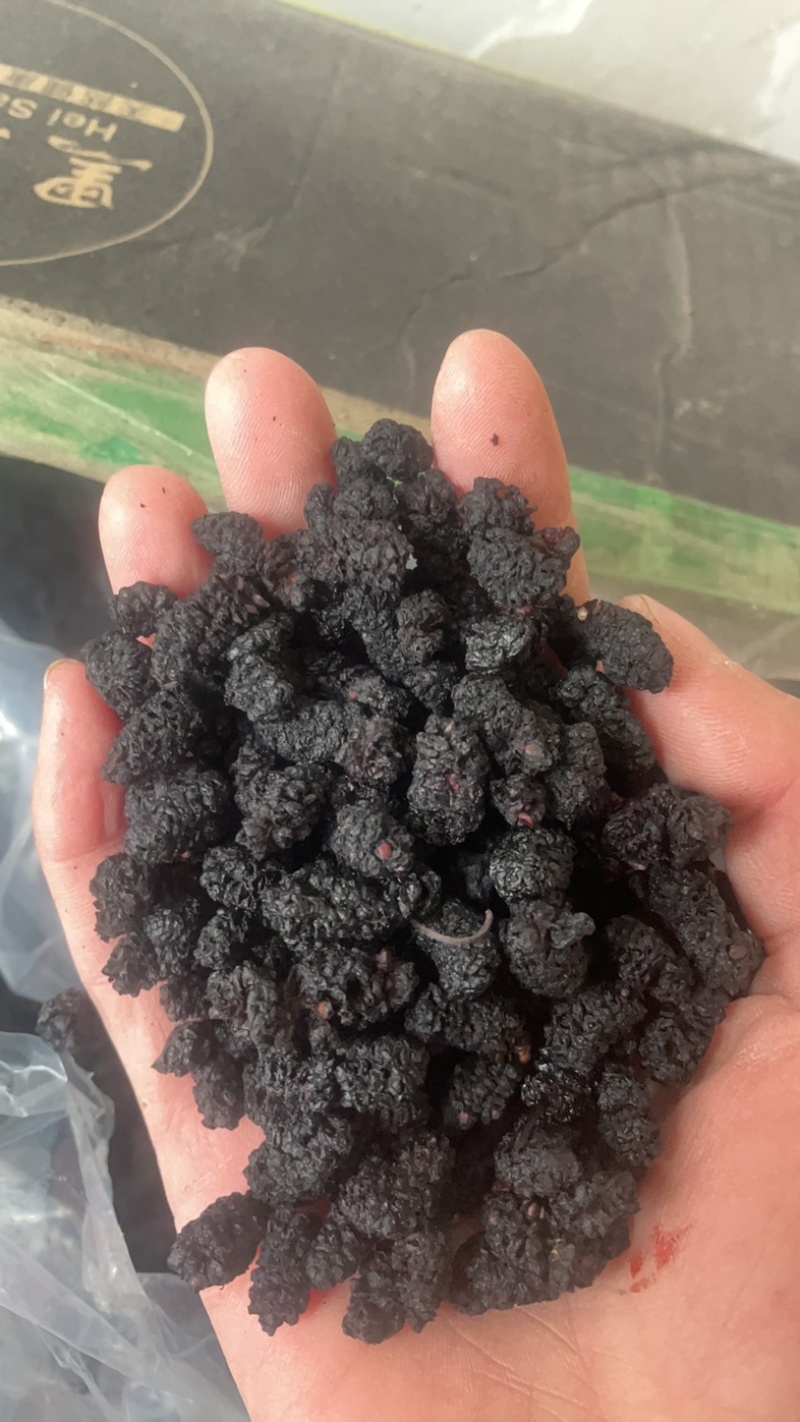 桑葚桑葚干保庆药业批发桑葚中药材实物拍摄各种规格