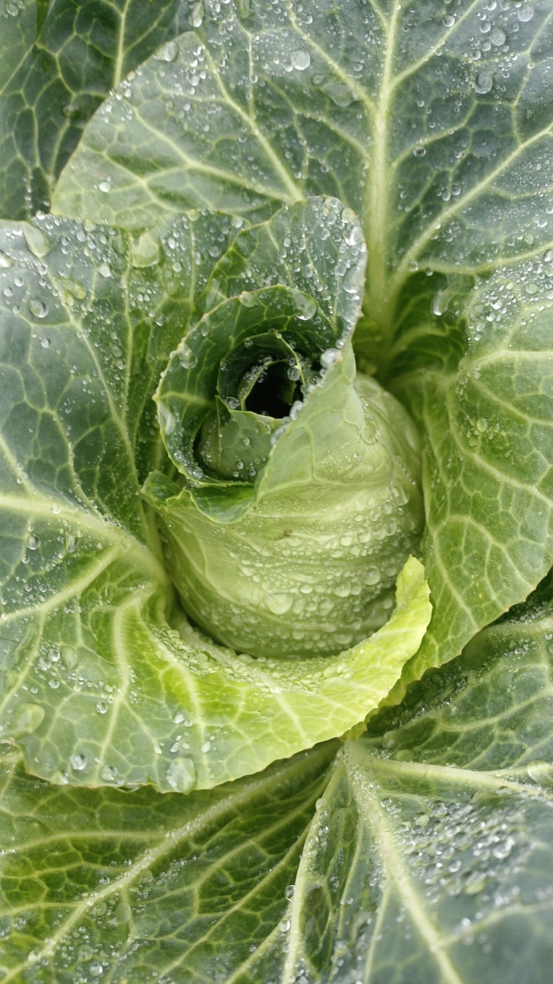 牛心菜