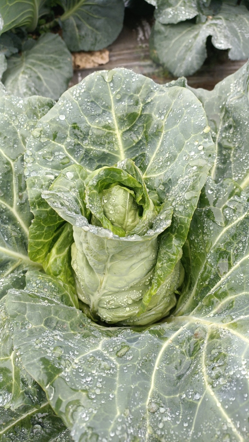 牛心菜
