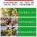 脐腐防裂膨大素菌毒抑制剂番茄圣女果膨大素膨果催红