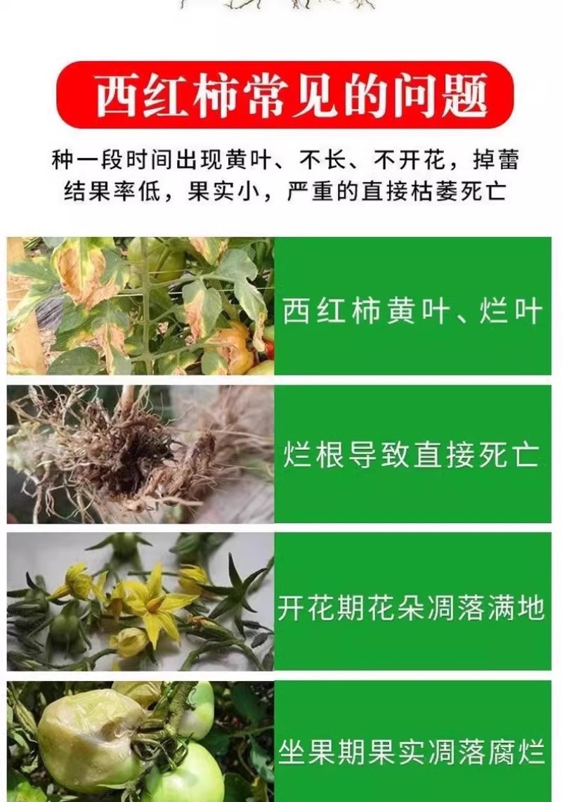 脐腐防裂膨大素菌毒抑制剂番茄圣女果膨大素膨果催红