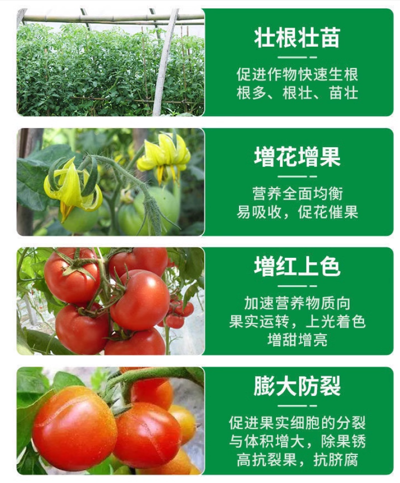 脐腐防裂膨大素菌毒抑制剂番茄圣女果膨大素膨果催红
