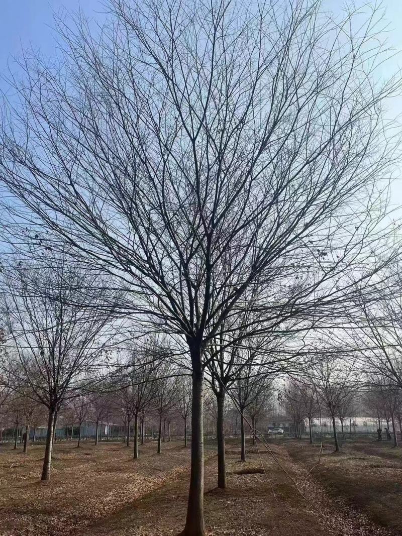 榉树12公分13公分15公分16公分17公分19公分