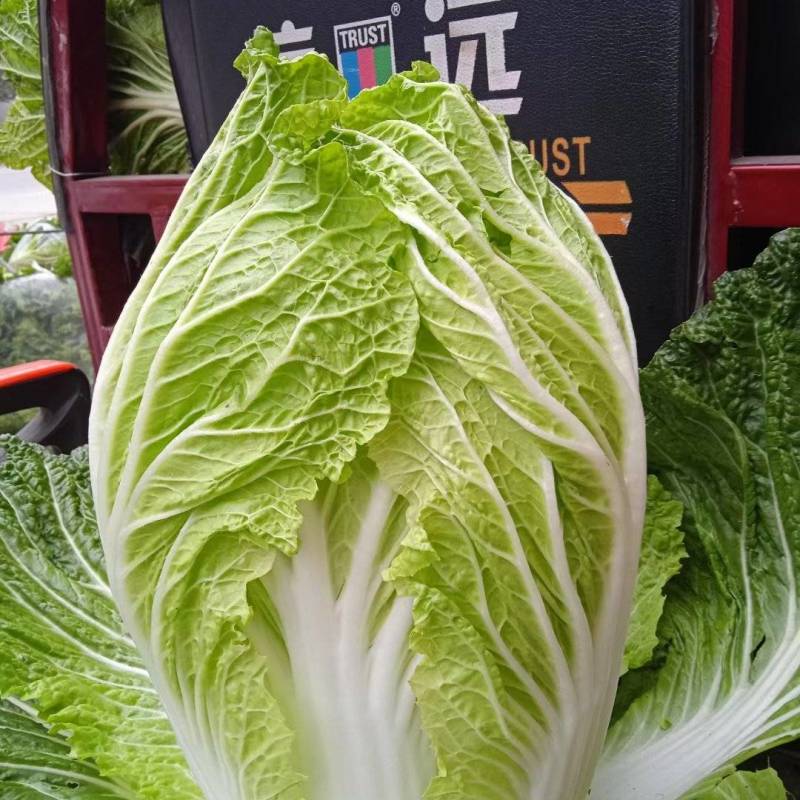 精品陕西汉中，大白菜，有黄心白菜，有白菜