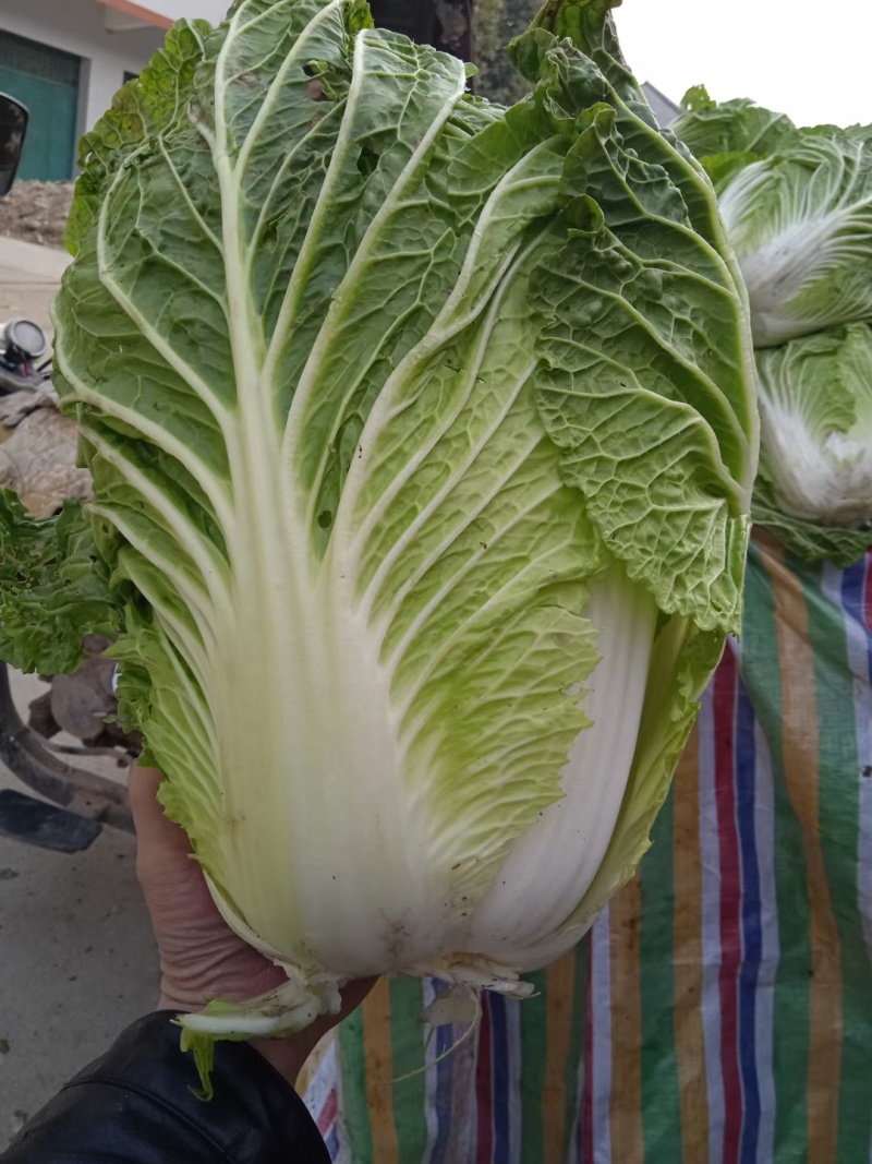 精品陕西汉中，大白菜，有黄心白菜，有白菜