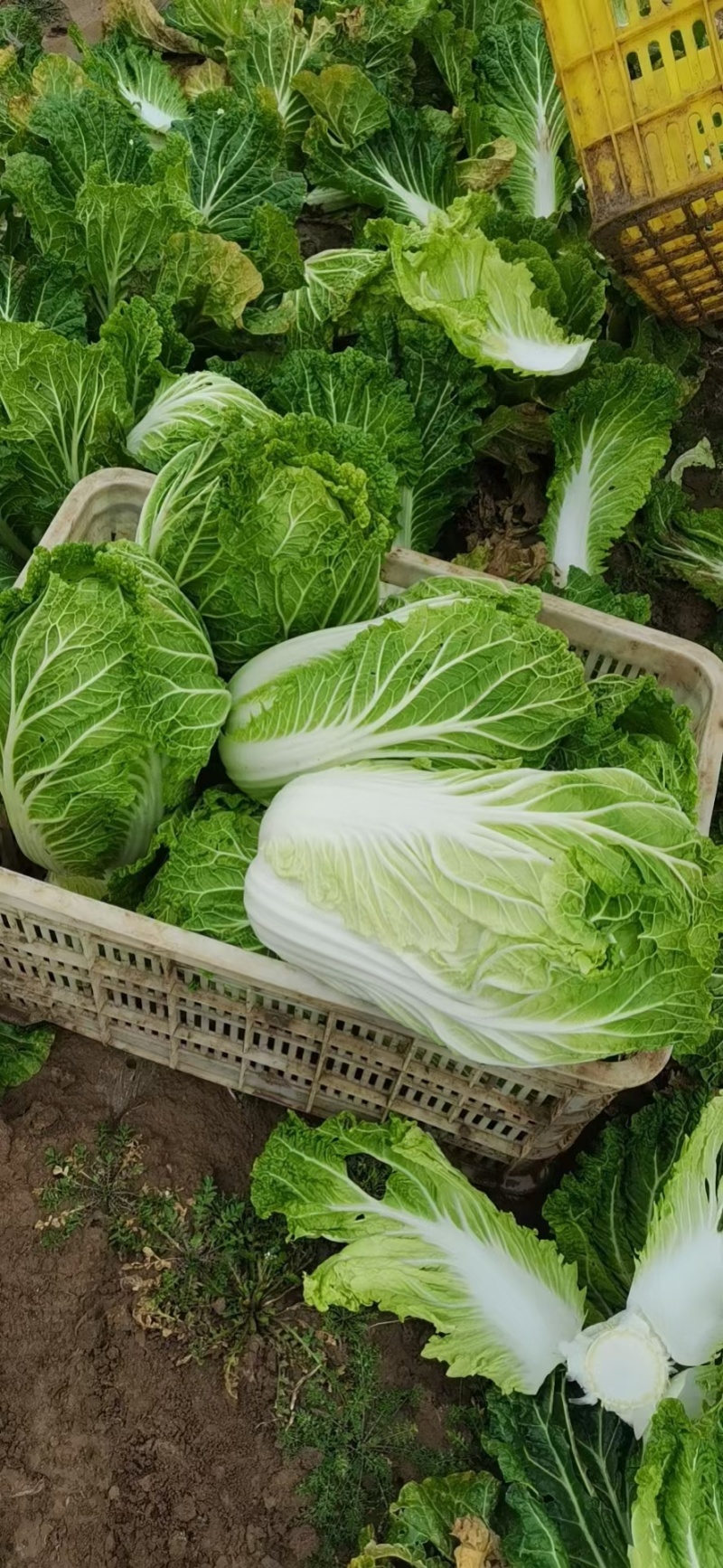 精品陕西汉中，大白菜，有黄心白菜，有白菜
