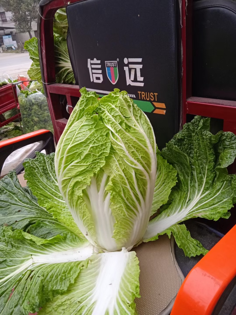精品陕西汉中，大白菜，有黄心白菜，有白菜