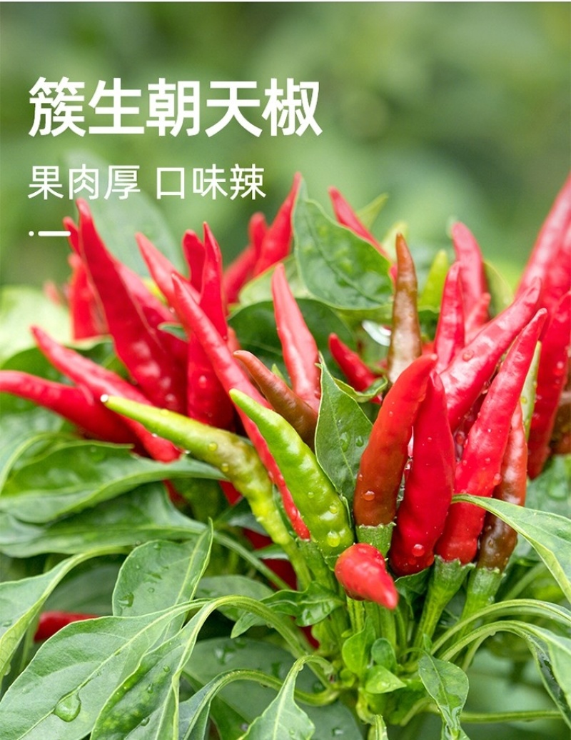 金诺艳簇辣椒种子新育成的三系杂交早熟高辣侧枝多