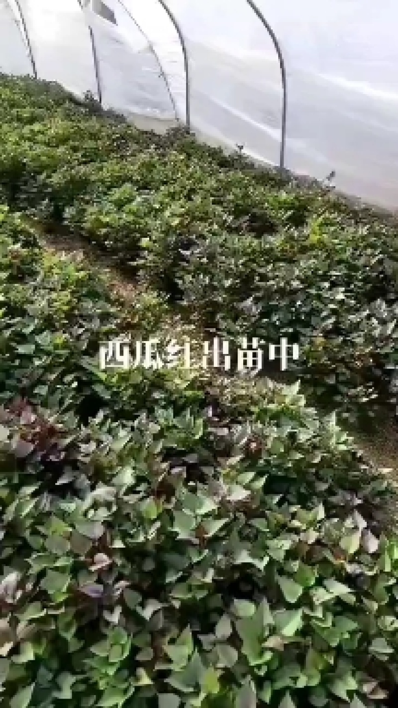 山东脱毒西瓜红苗，基地培育，欢迎新老客户选购