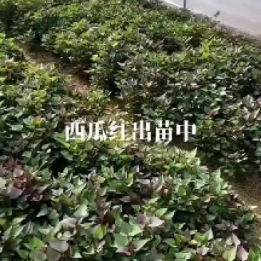 山东脱毒西瓜红苗，大田苗，拔苗均有，欢迎新老客户选购