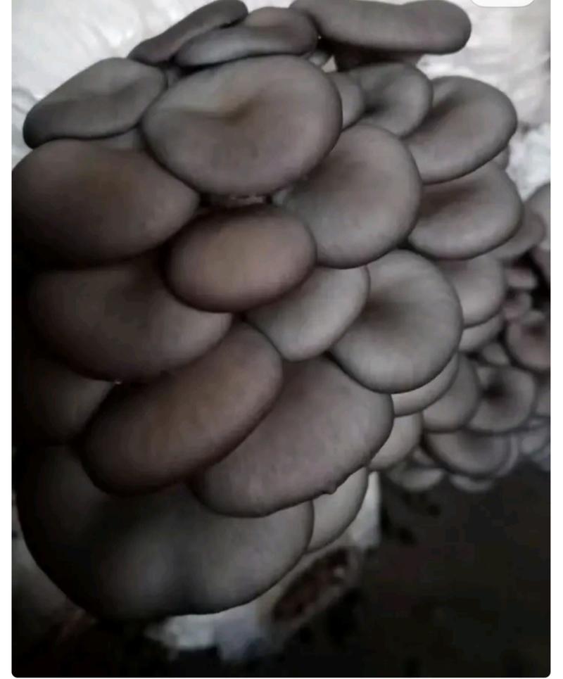 平菇菌种蘑菇菌种母种原种栽培种枝条种650