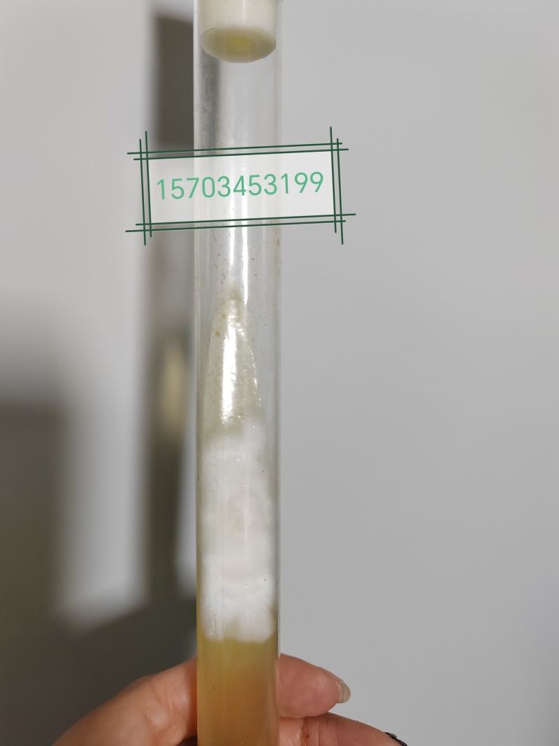 平菇菌种蘑菇菌种母种原种栽培种枝条种650