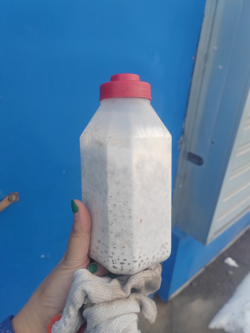 平菇菌种蘑菇菌种母种原种栽培种枝条种650