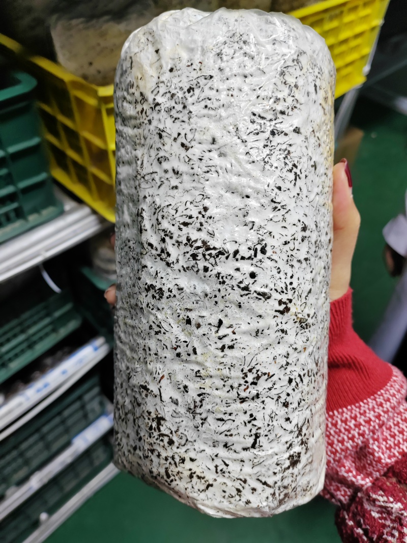 平菇菌种蘑菇菌种母种原种栽培种枝条种650
