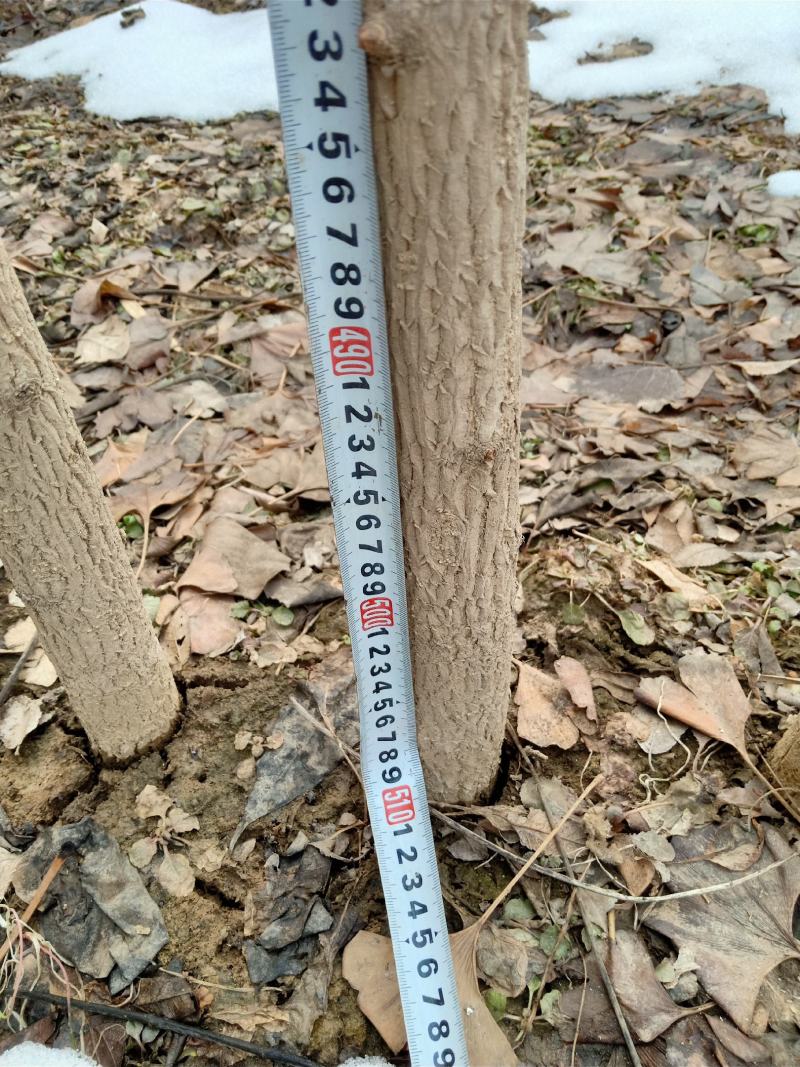 d一银杏树