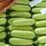河南焦作西葫芦大量上市，瓜型正，颜色绿，电商平台，商超