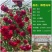 爬藤月季四季开花玫瑰月季花浓香型大花花卉盆栽