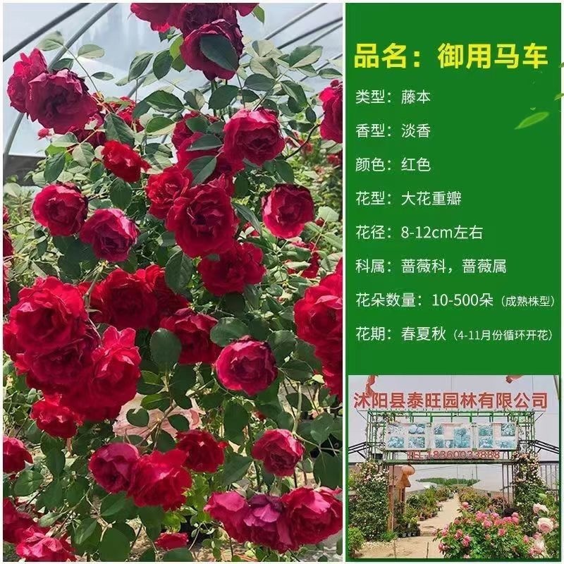 爬藤月季四季开花玫瑰月季花浓香型大花花卉盆栽