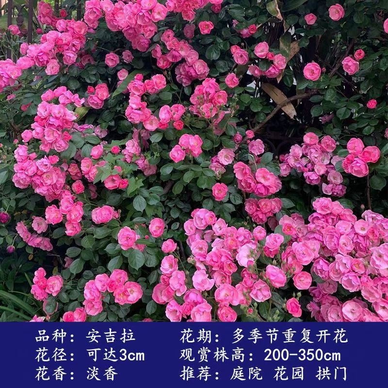 爬藤月季四季开花玫瑰月季花浓香型大花花卉盆栽