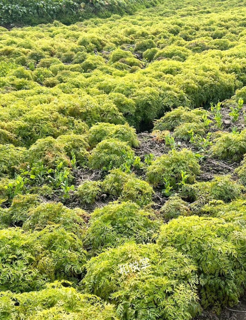 【产地发货】四川彭州川芎地道四川晒片个子阴干各规格批发